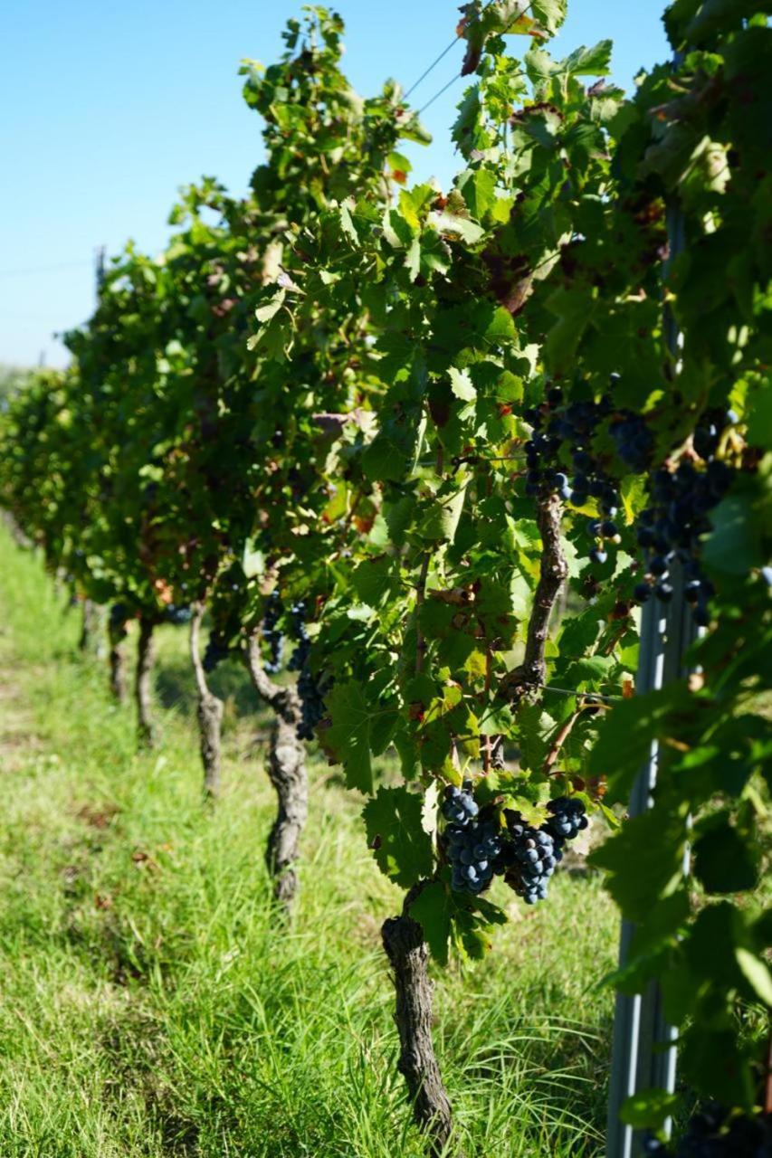 Masseria Spinale Wine Resort Melfi Exteriör bild